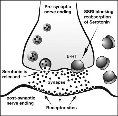 How Ssris Work Ocd Uk