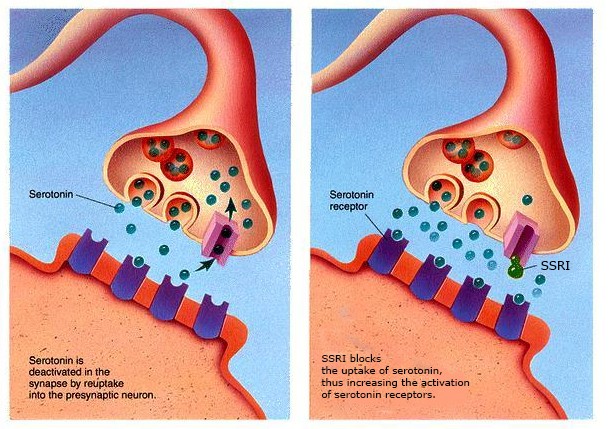 What Is Serotonin?