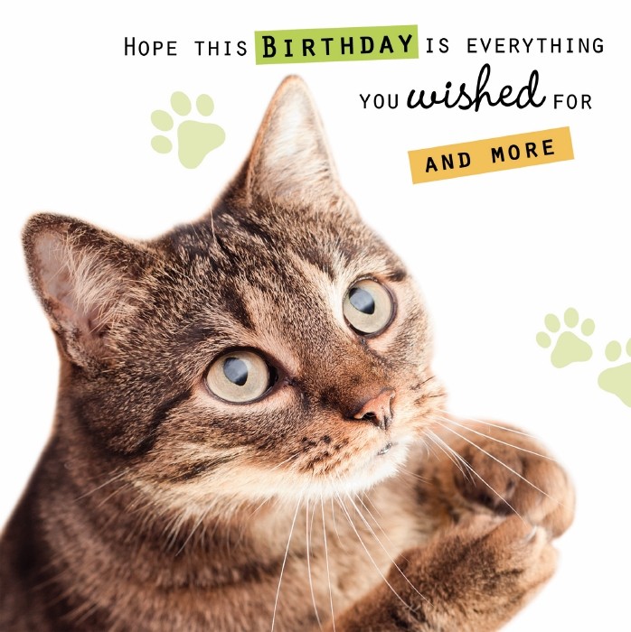 Printable Cat Birthday Cards Printable Blank World