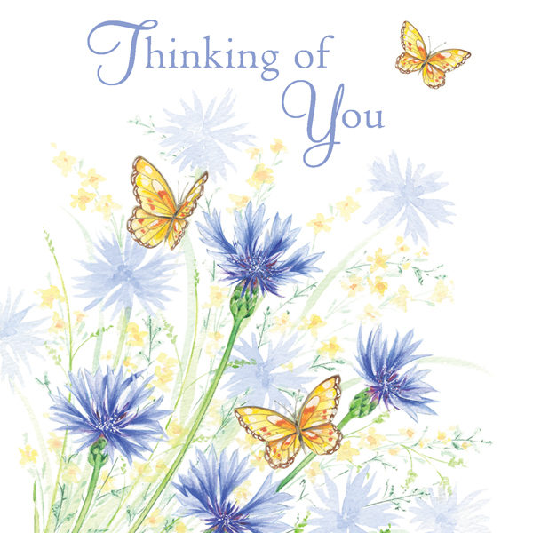 Thinking of you Cornflowers
