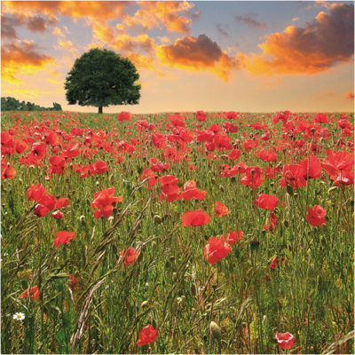 Poppy Fields