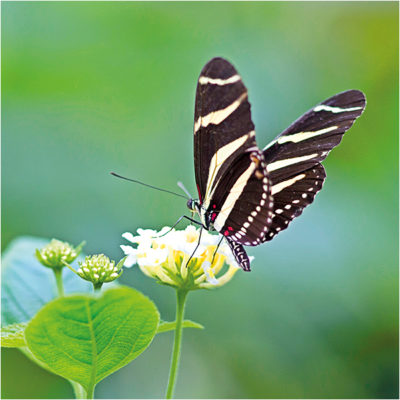 Zebra Butterfly