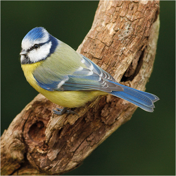 Blue Tit