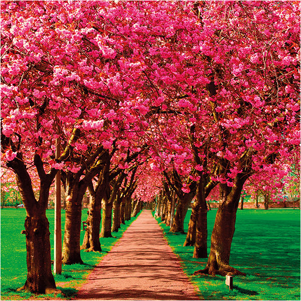 Pink Avenue