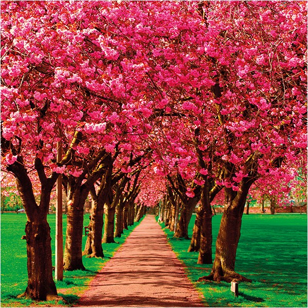 Pink Avenue | OCD-UK