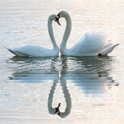 Swan Lake