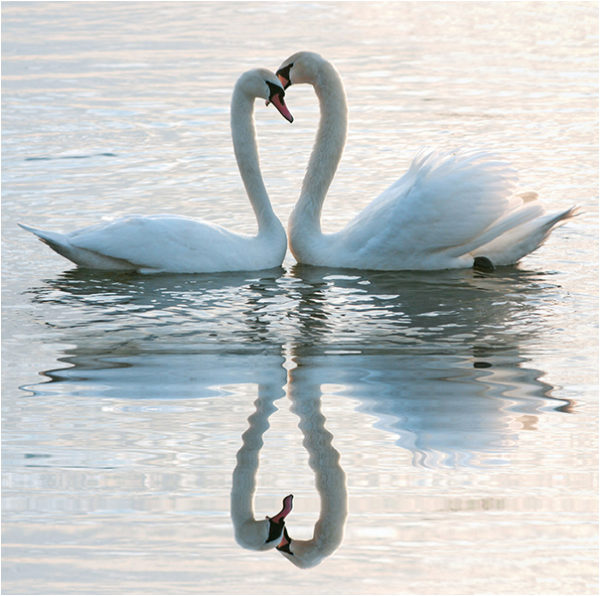 Swan Lake