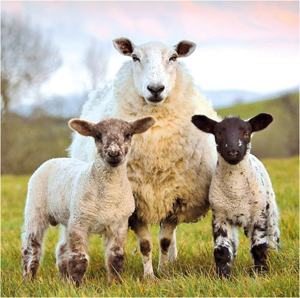 Spring Lambs