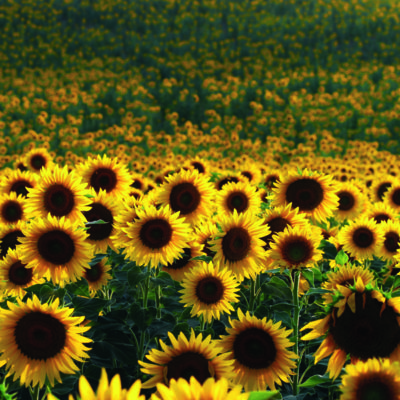 Sunflower field