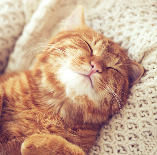 Sleepy Cat
