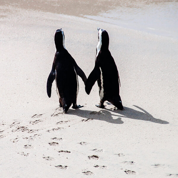 Penguin Love