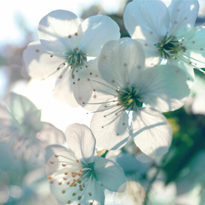 White cherry blossoms