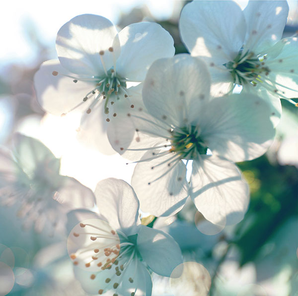 White cherry blossoms