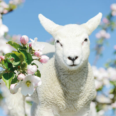 Spring Lamb