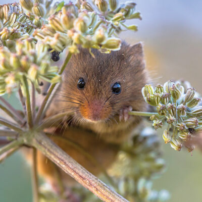 Field Mouse