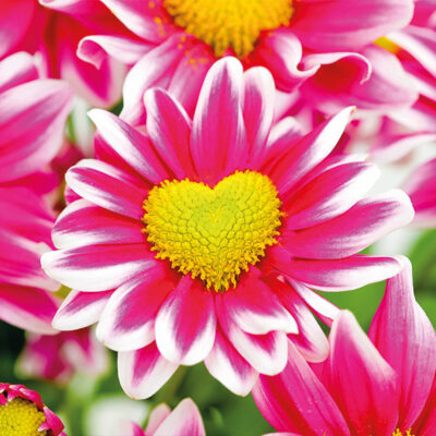 Pink sunflower love