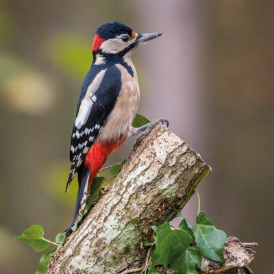 Woodpecker